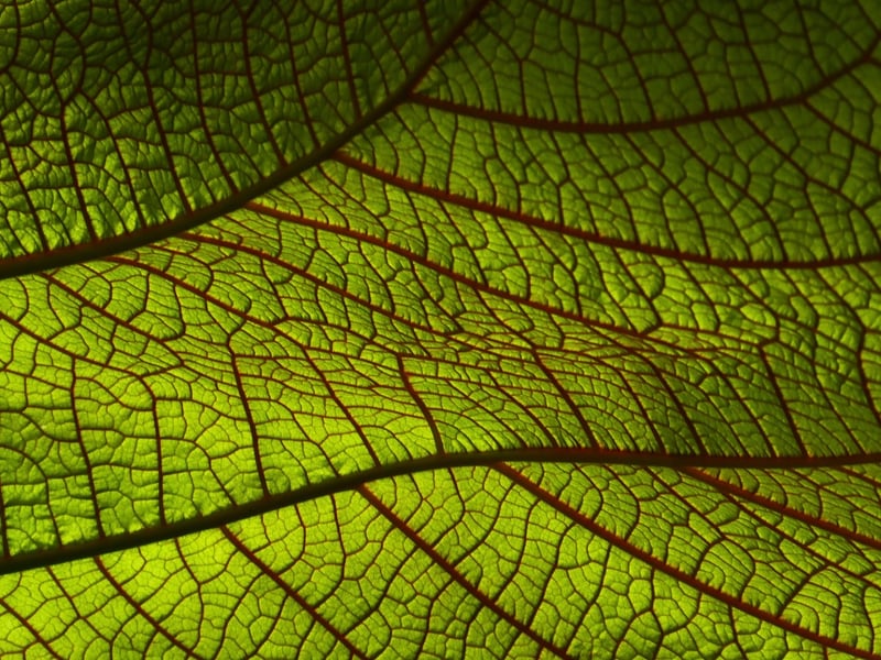 Elven Leaf Art